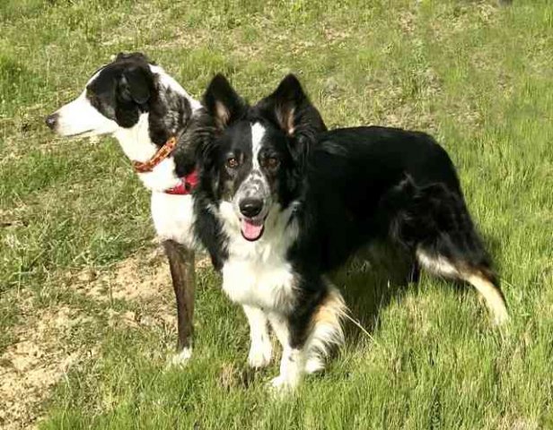 Gina & Scooby enjoying a nice walk and fresh air in Zaragoza, on their way from Camposol in Spain to Andover in the UK.